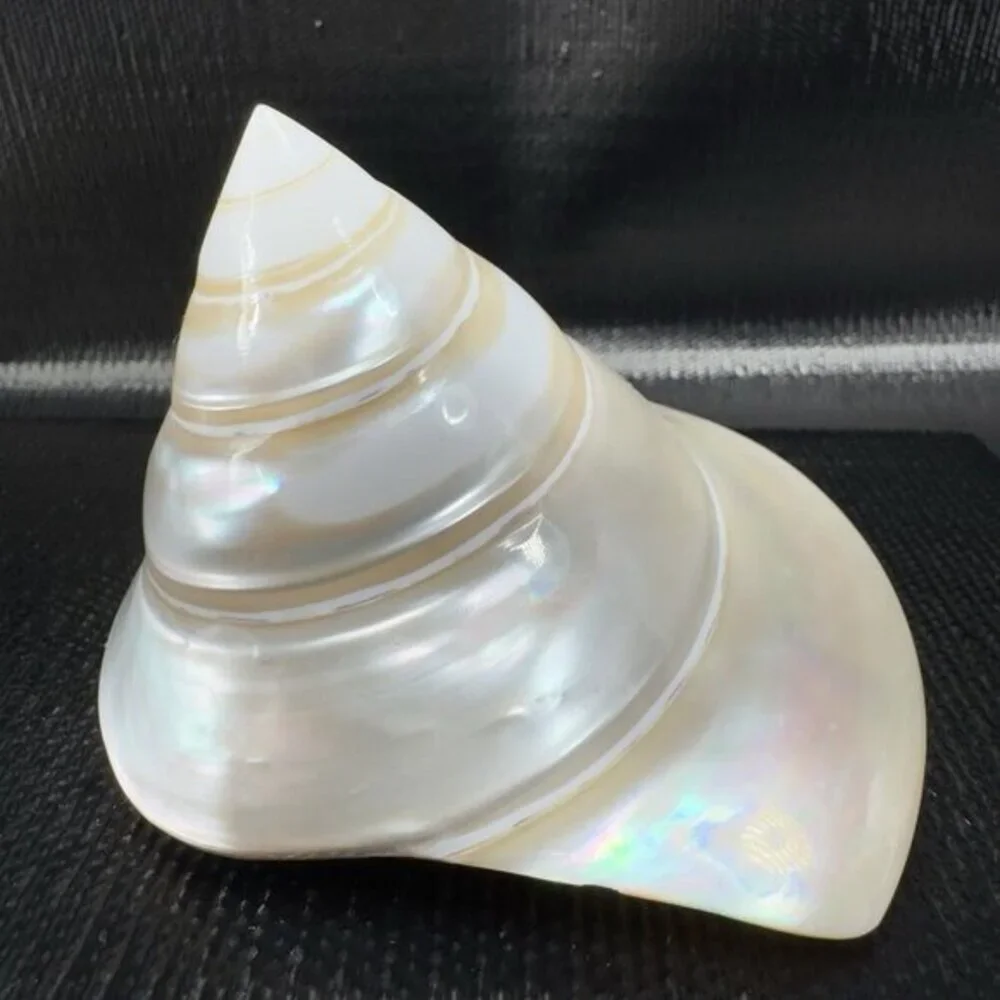 Natural Abalone Shell Iridescent Smooth Niloticus Trochus Pearl Sea Shell Decor‎